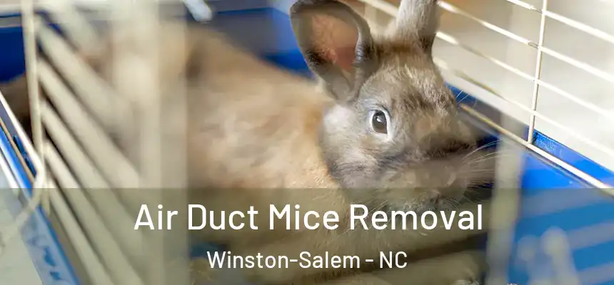 Air Duct Mice Removal Winston-Salem - NC